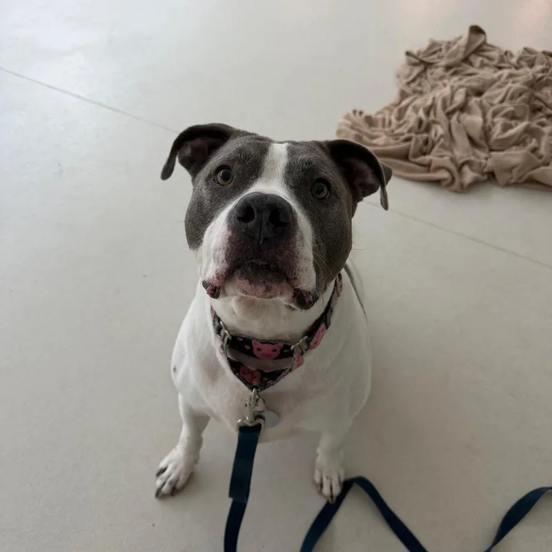 An adult large-sized male White / Cream American Staffordshire Terrier dog named Moo for adoption in Warwick, RI