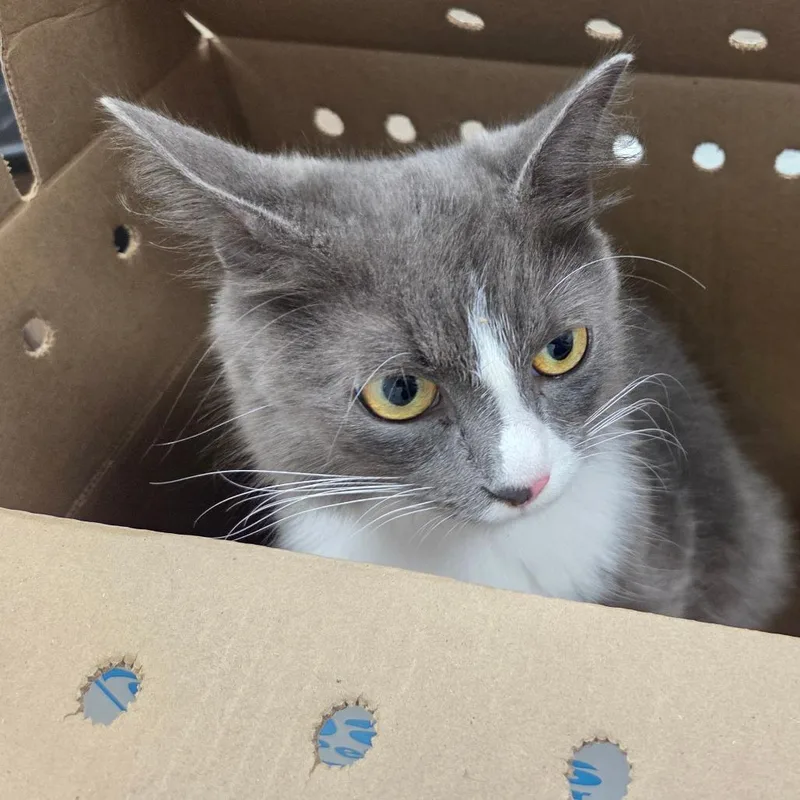 A young medium-sized female Gray / Blue / Silver Domestic Medium Hair cat named Little Girl for adoption in Chattanooga, TN