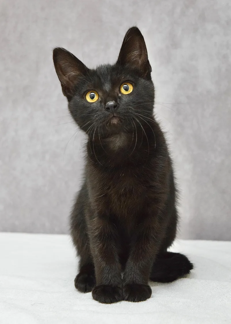 A baby medium-sized female Black Domestic Short Hair cat named Atom Eve for adoption in Dublin, CA