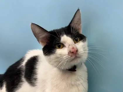 A young small-sized male Domestic Short Hair cat named Edo for adoption in Woodbury, MN