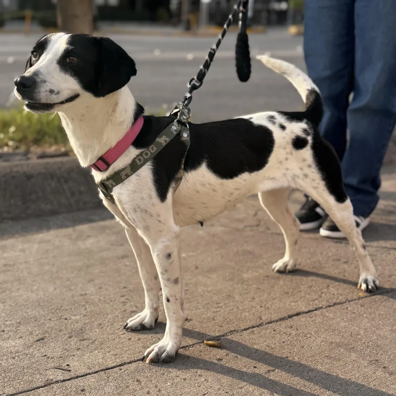 A young small-sized female Harlequin Coonhound dog named Layla for adoption in Manvel, TX