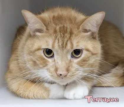 An adult large-sized male Domestic Short Hair cat named Terrance for adoption in Mason, MI