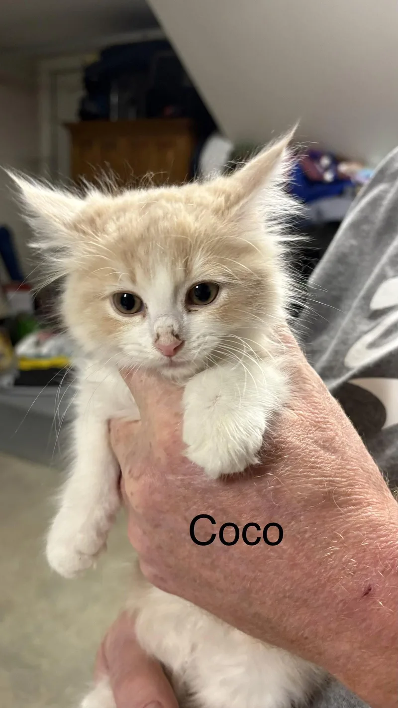 Coco