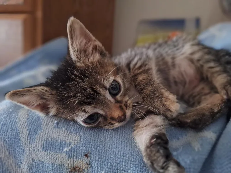 A baby small-sized female Tabby (Brown / Chocolate) Domestic Short Hair cat named Lana for adoption in Lancaster, CA