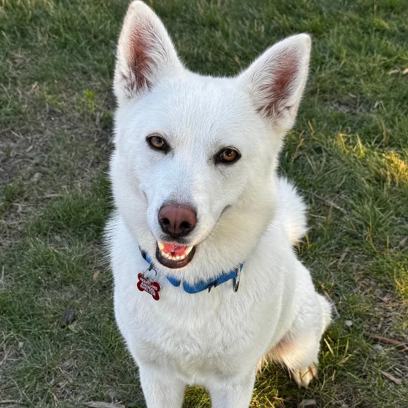 An adult medium-sized female White / Cream Husky dog named Minerva for adoption in Wheeling, IL