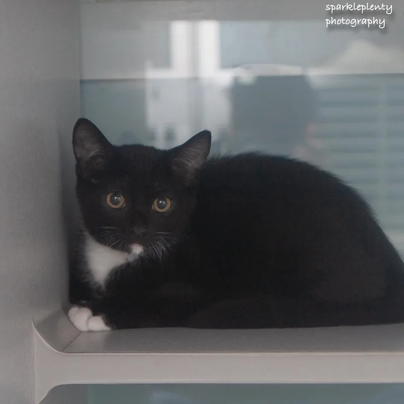 A baby medium-sized male Black & White / Tuxedo Domestic Short Hair cat named Due for adoption in Ridgefield, CT