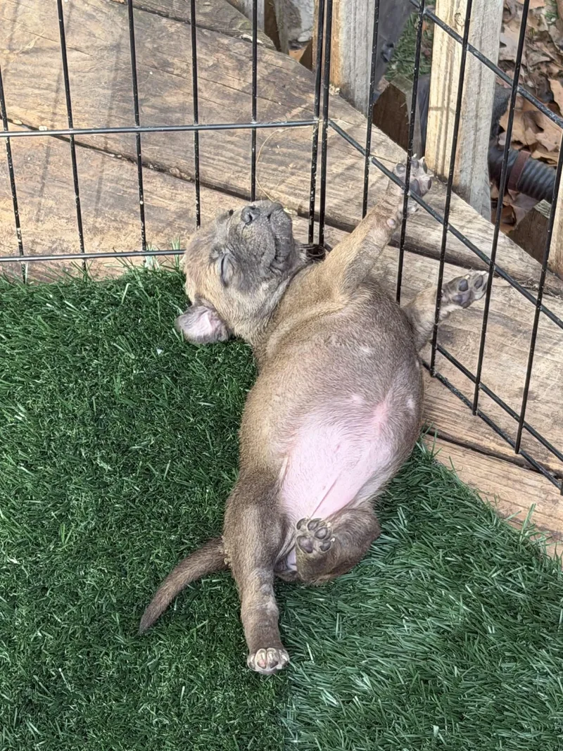 A baby large-sized female Brown / Chocolate Pit Bull Terrier dog named Saffron for adoption in Levittown, NY