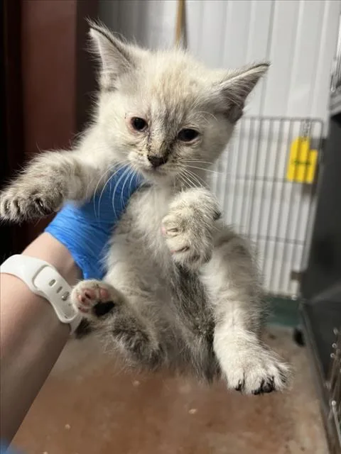 A baby small-sized female Domestic Short Hair cat named Ginger for adoption in Woodland, CA