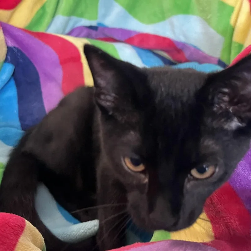 A baby small-sized male Black Domestic Short Hair cat named Hopper for adoption in Sarasota, FL