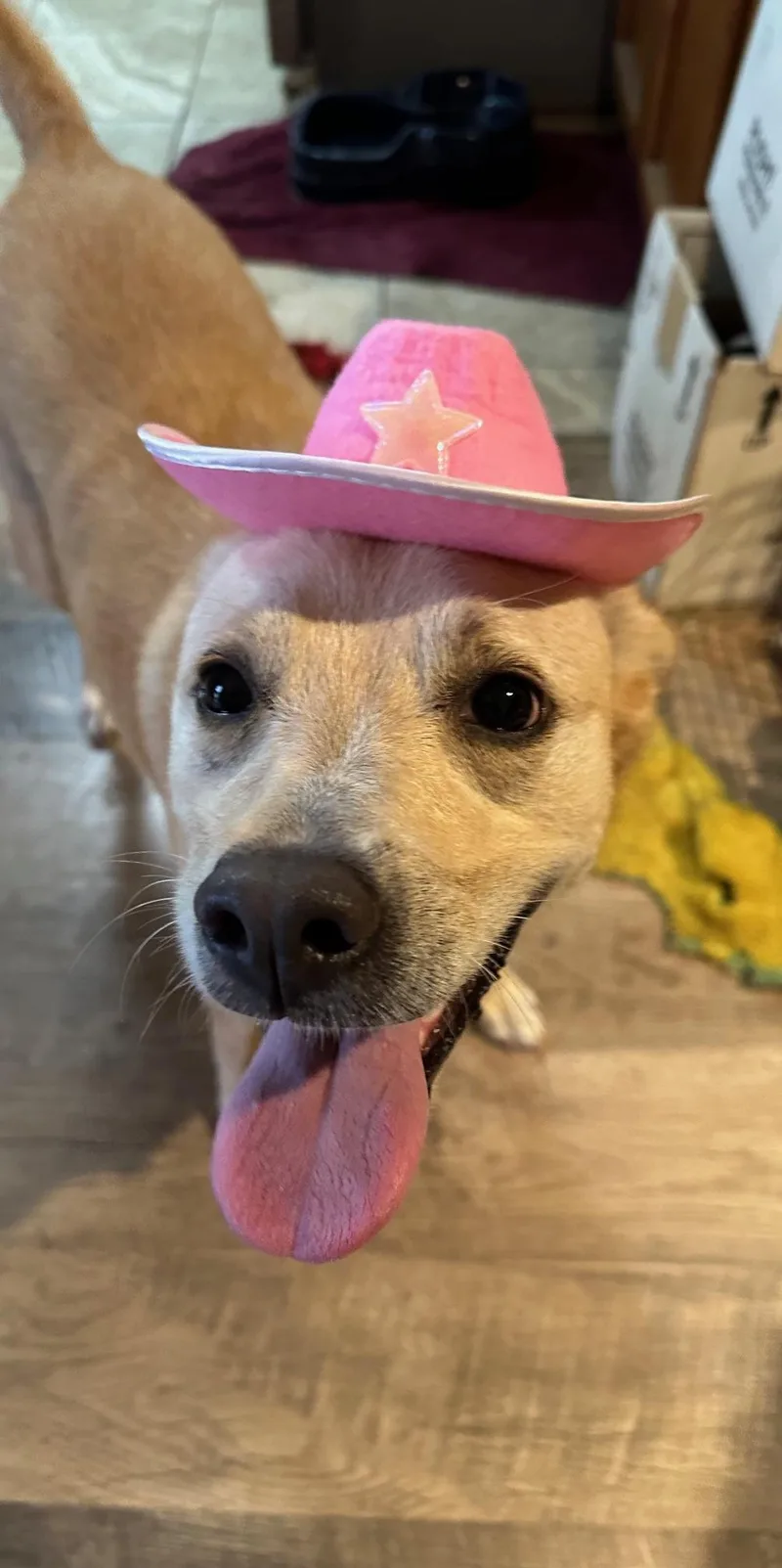 An adult medium-sized female Labrador Retriever dog named Blondie for adoption in Angleton, TX