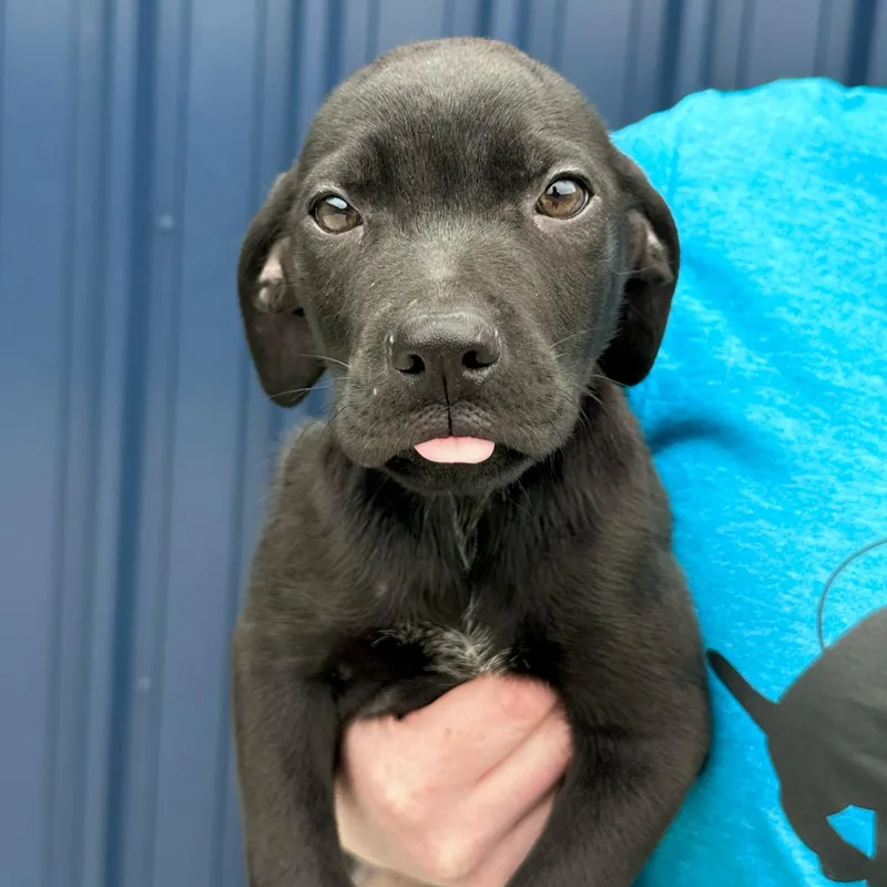 A baby small-sized male Black Labrador Retriever dog named Abe for adoption in Matteson, IL