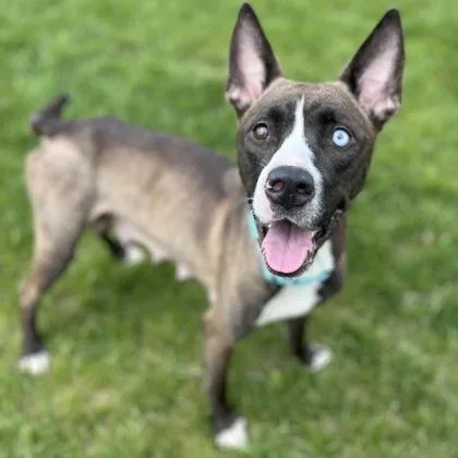 A young medium-sized female Mixed Breed dog named Indie for adoption in Janesville, WI