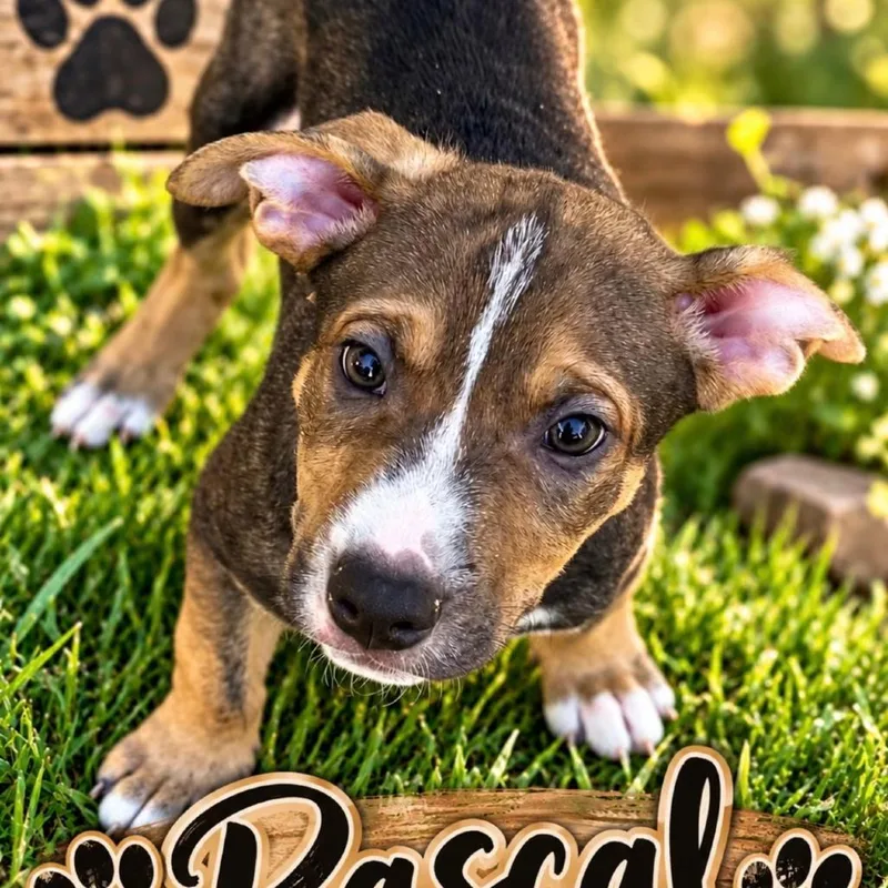 A baby medium-sized male Yellow / Tan / Blond / Fawn Labrador Retriever dog named Raschal for adoption in Grand Junction, CO