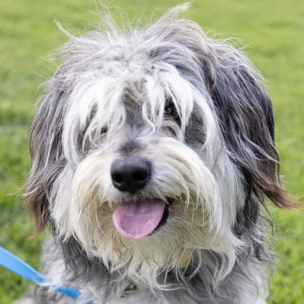 A young medium-sized male Terrier dog named Woolly for adoption in Oakland, CA