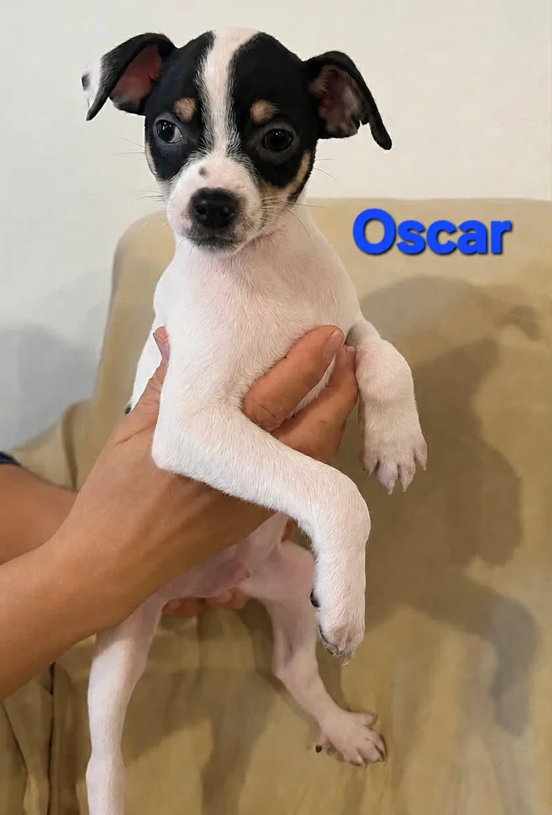 A baby small-sized male Jack Russell Terrier dog named Tiffany Pup Oscar for adoption in Pompano Beach, FL
