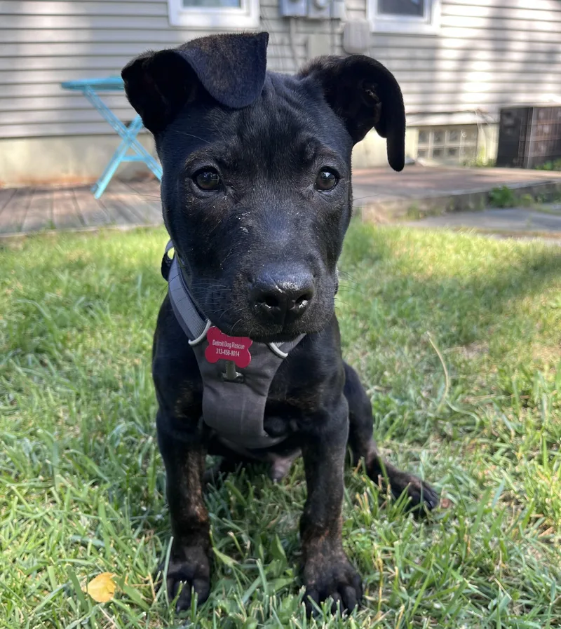 A baby large-sized male Black Mixed Breed dog named Michael for adoption in Detroit, MI