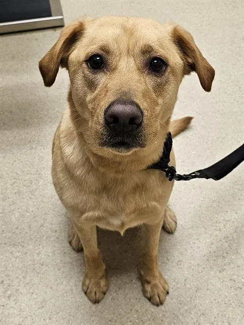An adult large-sized male Labrador Retriever dog named Charlie Braily for adoption in Clyde, NC