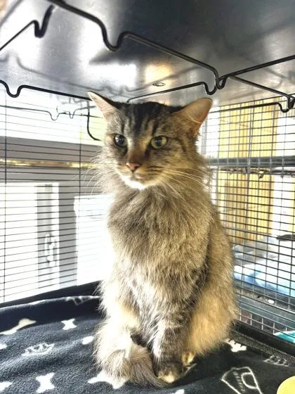 A young small-sized female Domestic Long Hair cat named Lizzy for adoption in New Orleans, LA