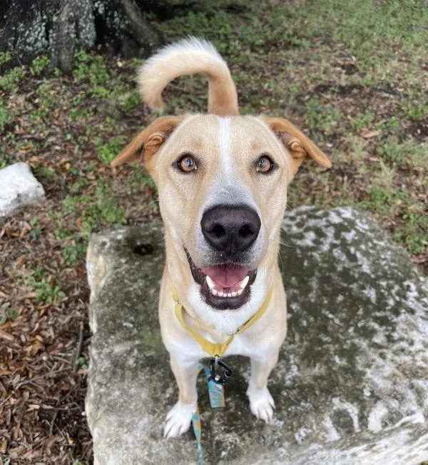 A young large-sized male Golden Retriever dog named Ray for adoption in Austin, TX