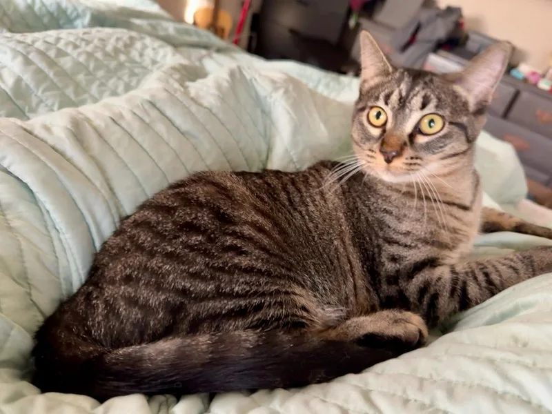 A baby small-sized female Tabby cat named Sandy for adoption in Dallas, TX