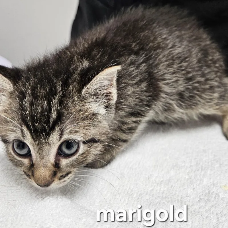 A baby small-sized female Domestic Short Hair cat named Marigold for adoption in Oneonta, NY