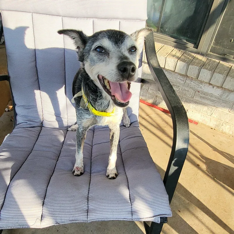 A senior small-sized female Black Miniature Pinscher dog named Abuelita for adoption in Oklahoma City, OK