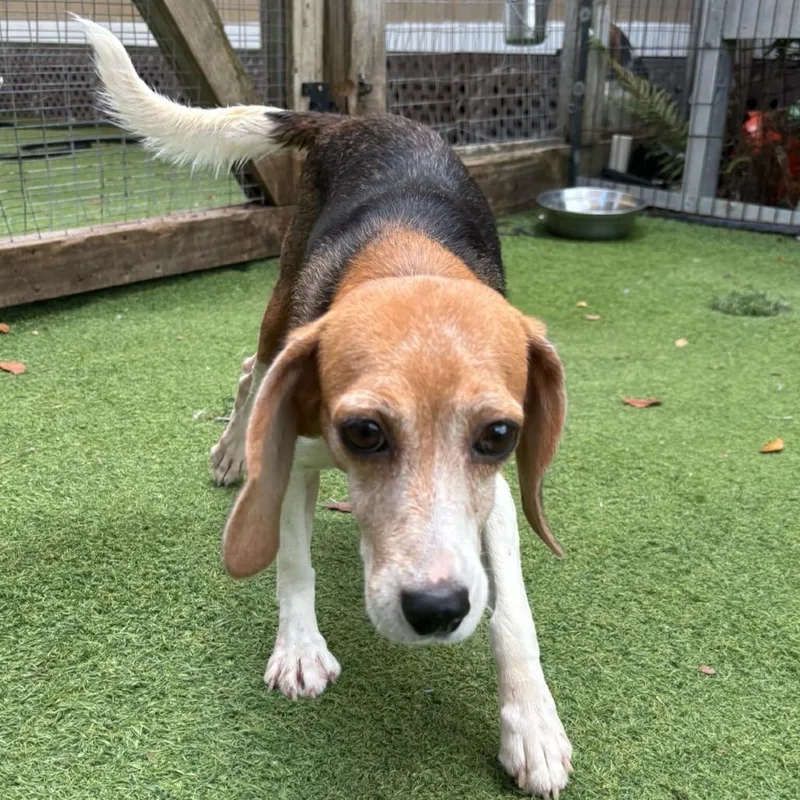 An adult small-sized female Yellow / Tan / Blond / Fawn Beagle dog named Nixe for adoption in LOXAHATCHEE, FL