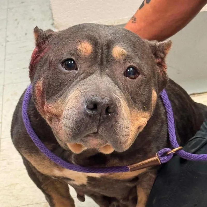 An adult small-sized female Yellow / Tan / Blond / Fawn American Bulldog dog named Babette D for adoption in Princeton, MN