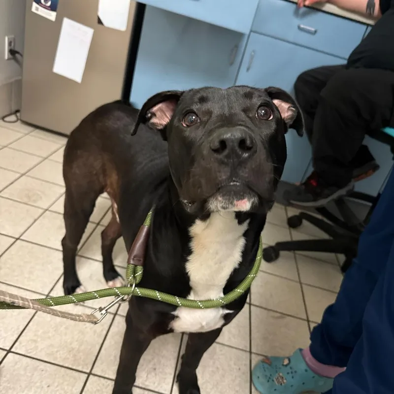 Sam Cortland