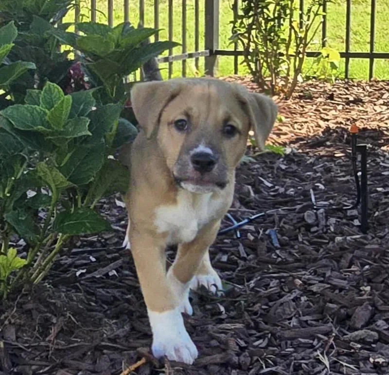 A baby medium-sized male Golden Pit Bull Terrier dog named Dutch for adoption in Kannapolis, NC