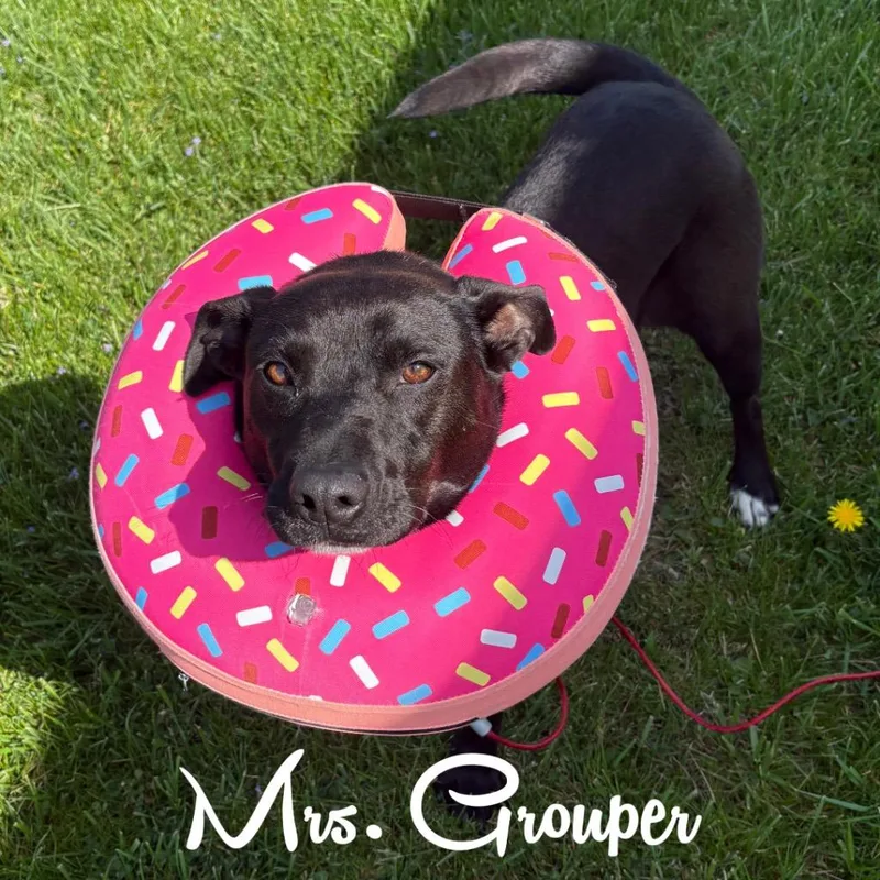 Mrs. Grouper thumbnail 2