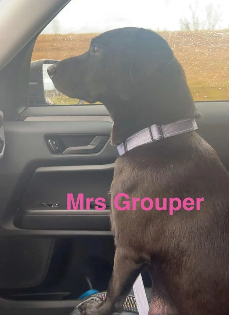 Mrs. Grouper thumbnail 3
