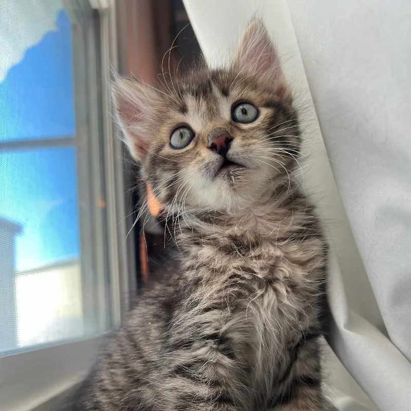 A baby small-sized male Brown / Chocolate Domestic Short Hair cat named Darryl Leroy for adoption in Fresno, CA
