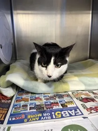 An adult large-sized male Domestic Short Hair cat named Oreo Mcflurry for adoption in Lowell, MA