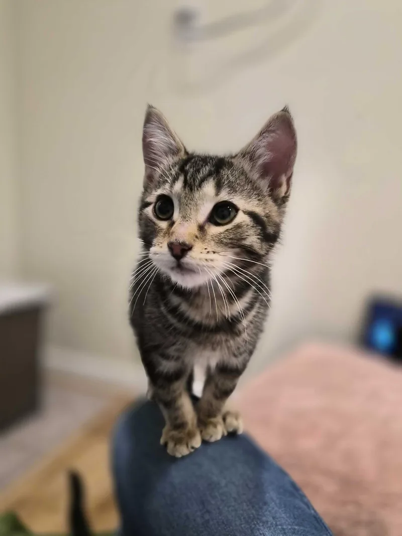 A baby large-sized male Tabby (Brown / Chocolate) Domestic Short Hair cat named Rocket Man for adoption in Seattle, WA