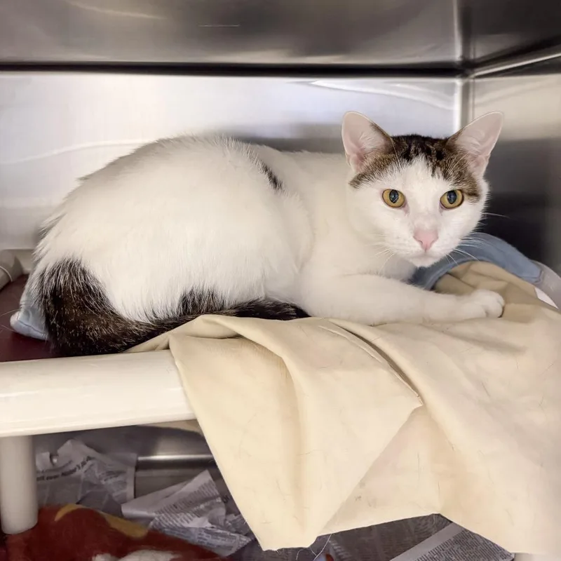 An adult large-sized male White Domestic Short Hair cat named Bjorn for adoption in Kennebunk, ME