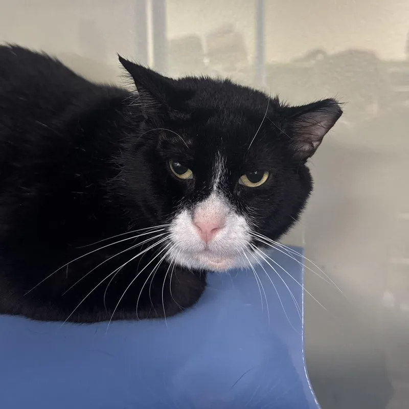 A senior large-sized male Domestic Short Hair cat named Pudding for adoption in Lauderhill, FL