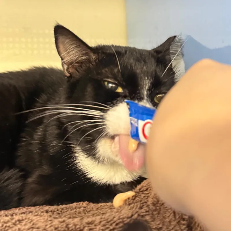 Pudding thumbnail 3
