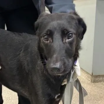 A young medium-sized female Black Mixed Breed dog named Scarlet for adoption in Jacksonville, FL