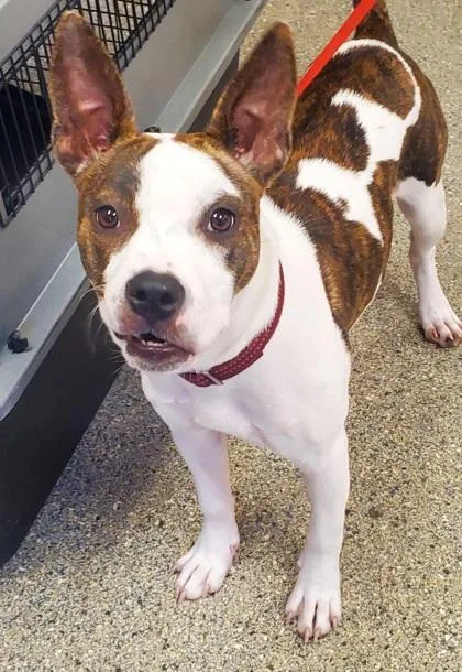 An adult large-sized female American Bulldog dog named Stella for adoption in Kansas City, MO