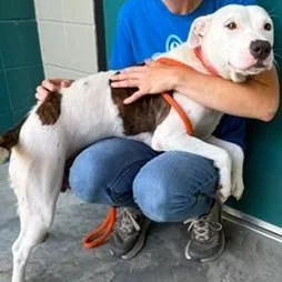 An adult medium-sized female White / Cream American Staffordshire Terrier dog named China for adoption in Cumberland, RI