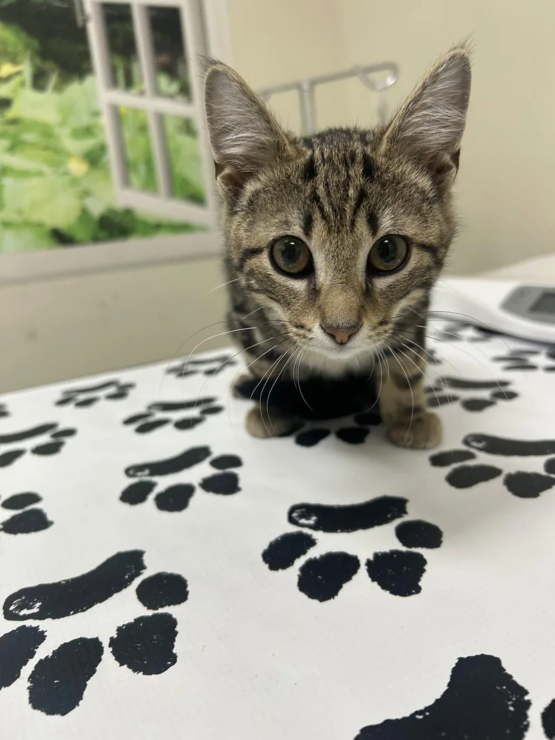 A baby medium-sized male Domestic Short Hair cat named Toby for adoption in Lancaster, PA