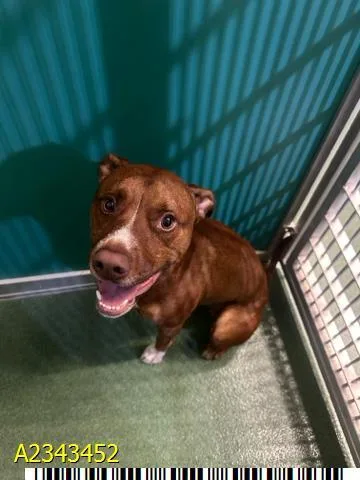 A young medium-sized male Mixed Breed dog named Dixon for adoption in West Palm Beach, FL