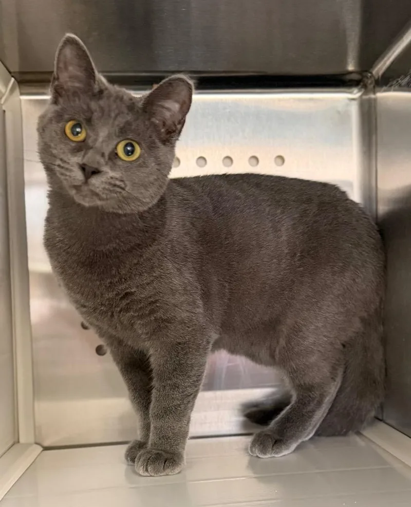 A baby small-sized female Gray / Blue / Silver Domestic Short Hair cat named Gina for adoption in Columbus, NE