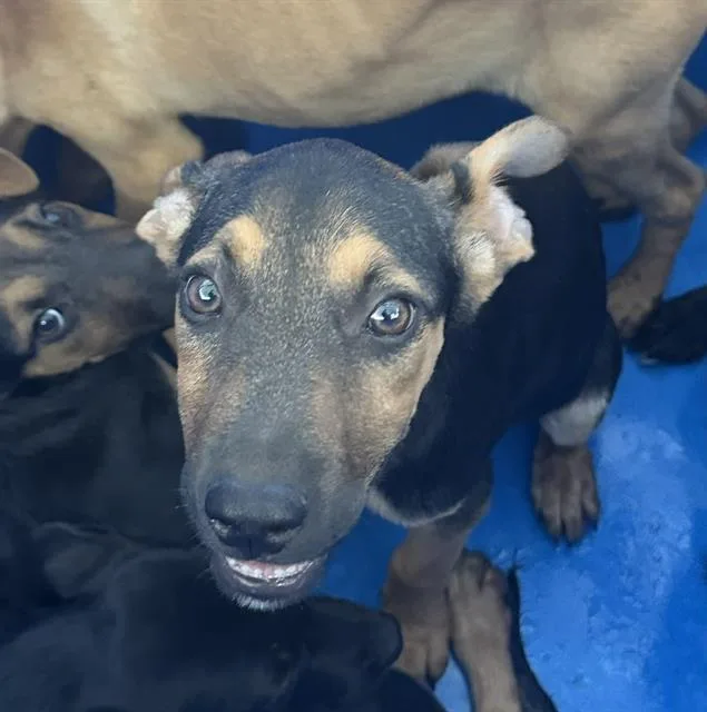 A baby large-sized female Mixed Breed dog named Firefly for adoption in Dallas, TX