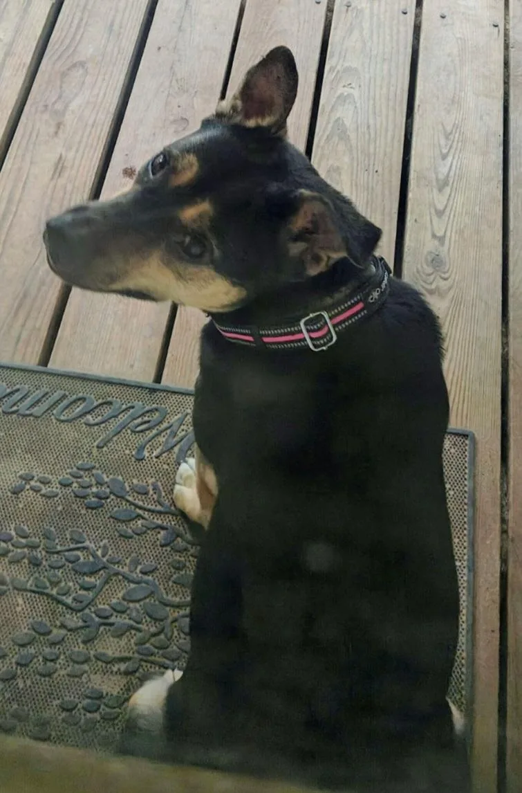 An adult medium-sized female Tricolor (Brown, Black, & White) Husky dog named Punkin for adoption in Houston, TX