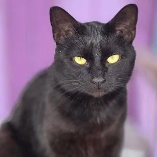An adult medium-sized female Black Domestic Short Hair cat named Ink for adoption in Calverton, NY