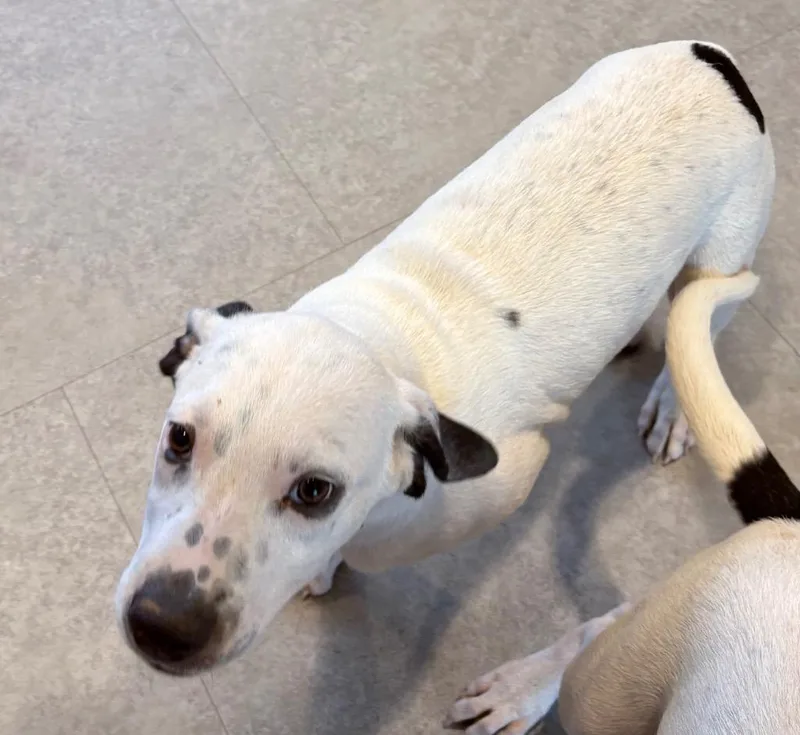 A baby small-sized male Cattle Dog dog named Snoopy for adoption in Bossier City, LA
