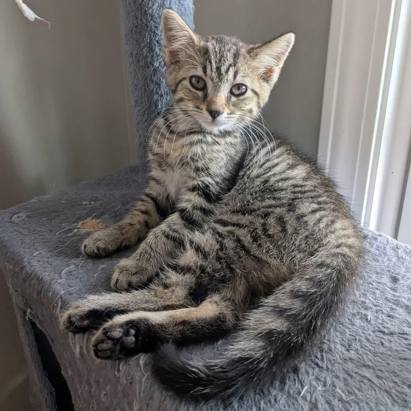 Lumen thumbnail 3