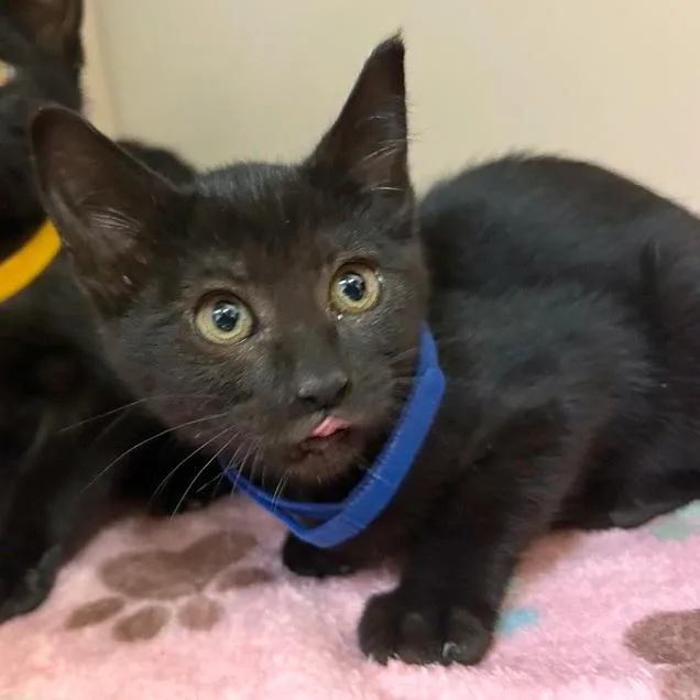 A baby small-sized female Black Domestic Short Hair cat named Baby B for adoption in Woodinville, WA